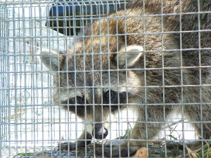 Raccoon caught in trap