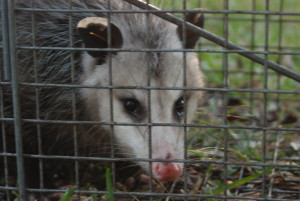 Possum 066