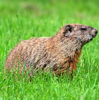groundhog-removal